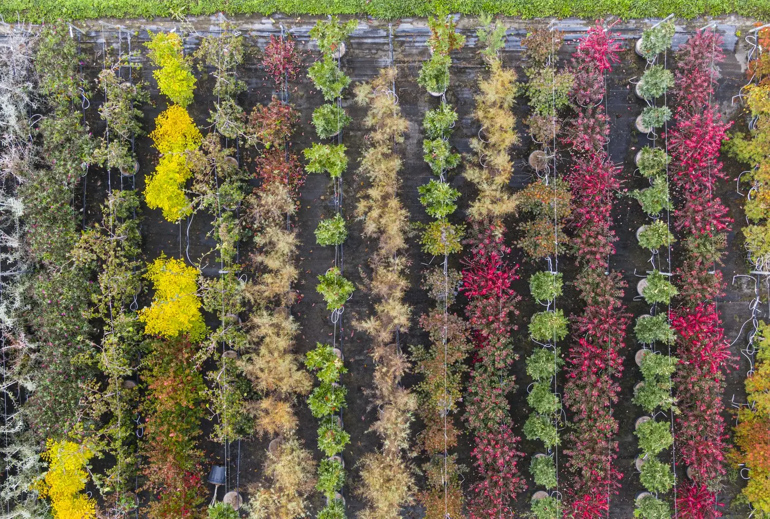 Vertical gardening - miejskie ogrody przyszłości